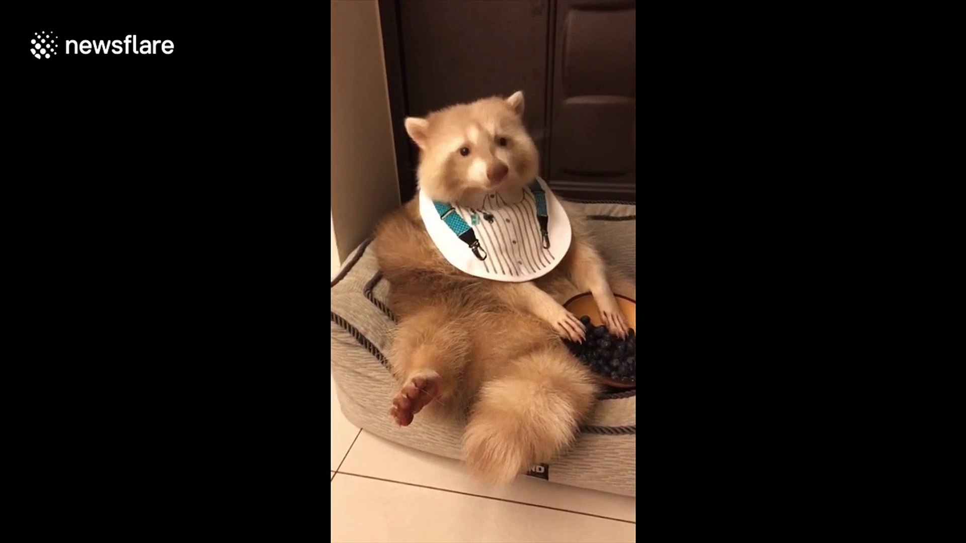Rare albino  'baby' racoon has human-like qualities while feeding itself blueberries from 