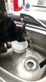 Cet adorable chat boit de l'eau depuis le robinet d'une façon drôle