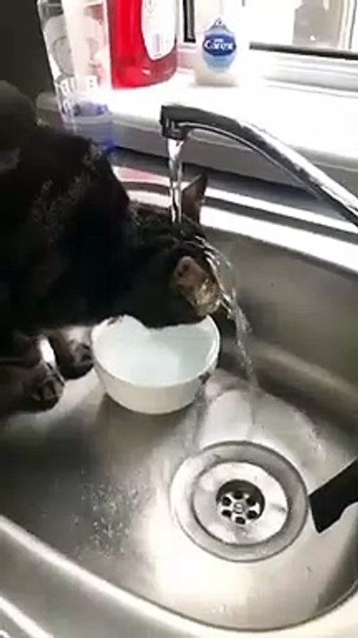 Cet adorable chat boit de l'eau depuis le robinet d'une façon drôle