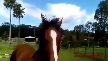 10 moments of incredible animals captured in videos