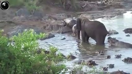 Giraffe, Elephant and Hippo Heavy Encounters
