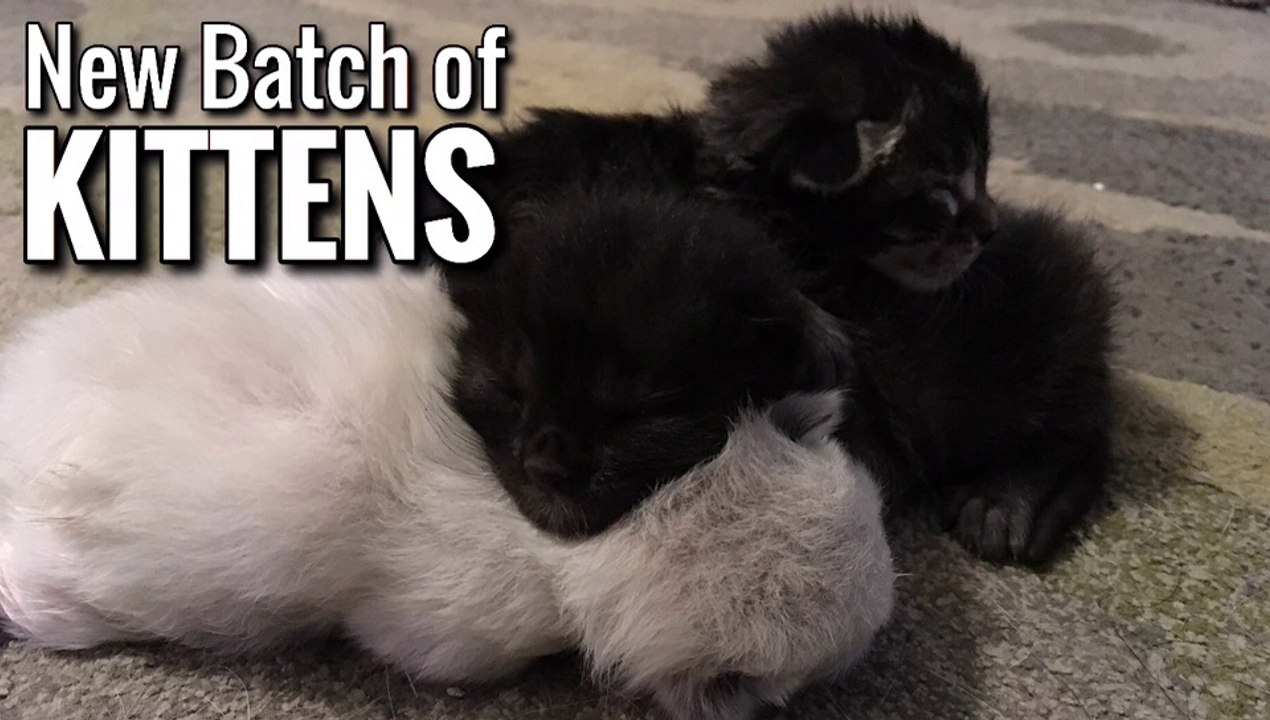 New Batch of Kittens