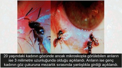 Dünya'da bir ilk arılar gözünde yuva yaptı!