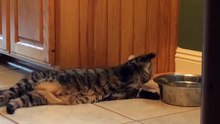 Cat with a new technique in drinking water from a bowl.....