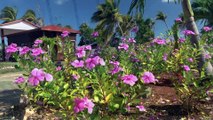 Découvrez Cayo Guillermo Cuba mars 2019