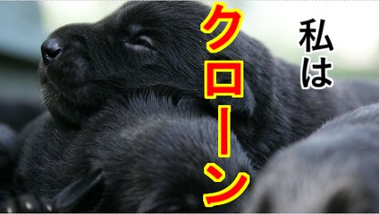 中国初のクローン警察犬が誕生！？