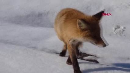 Tunceli CHP'li Başkan, Yolda Karşılaştığı Tilkiyi Besledi