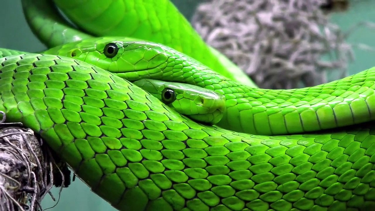 Green Snake Dream Dream Meaning and Interpretation video Dailymotion