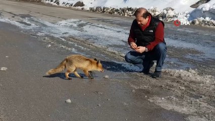 Başkan Kılıç tilkiyi elleriyle besledi