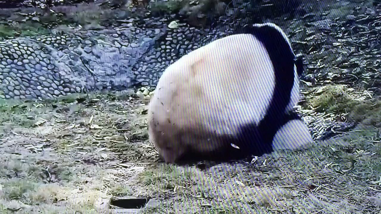 Baby panda play water and mother carry baby