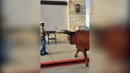 He took a huge bovine to confirm that they allowed animals to enter the shop.