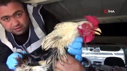 TAVUK HIRISLARI POLİSİN TAVUKLARINI ÇALINCA