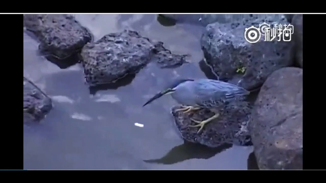 Unbelievable!!! Amazing!!! Bird Fishes Like A Human