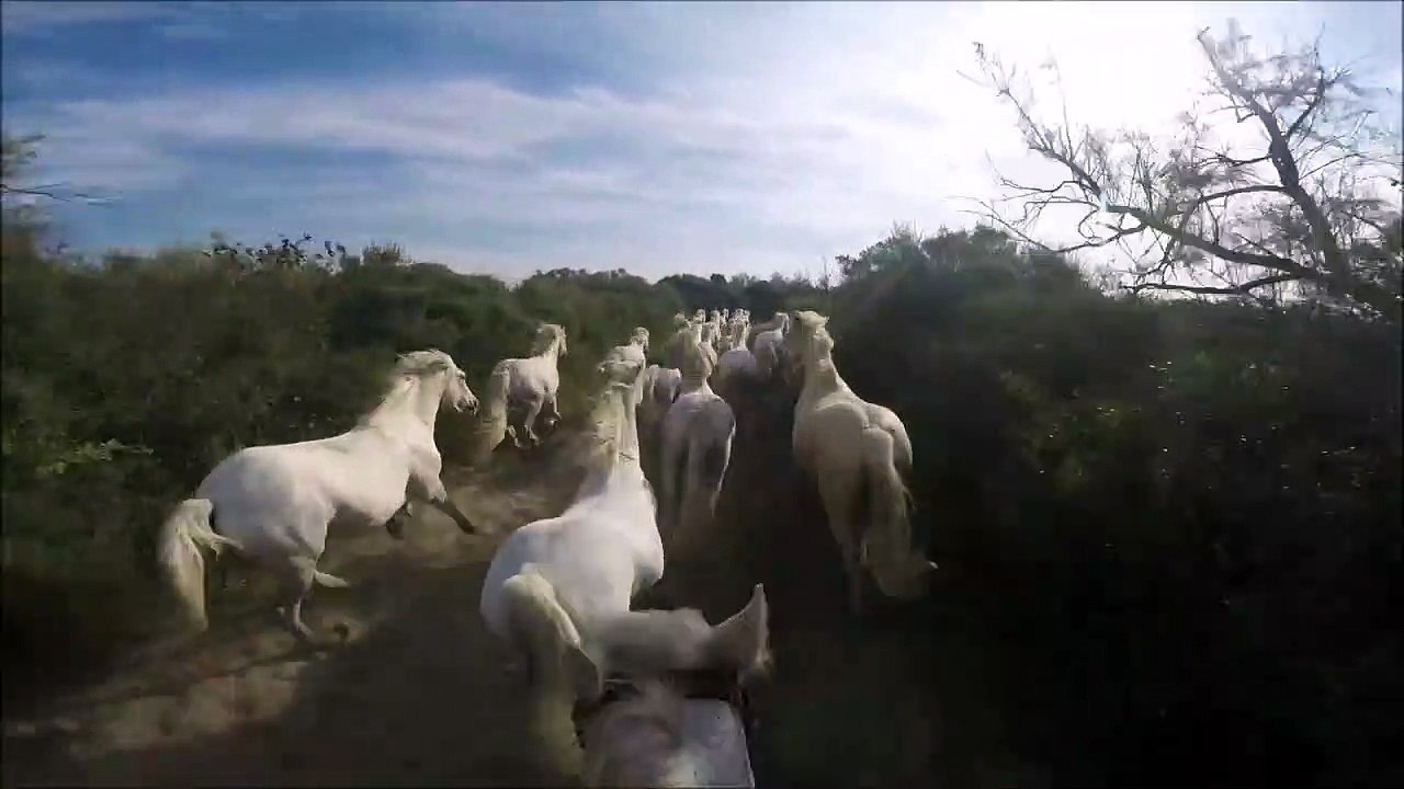 Un galop au milieu d'une vingtaine de chevaux en Camargue