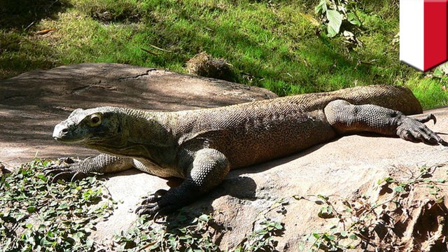 Komodo Island closing so people can't keep stealing dragons