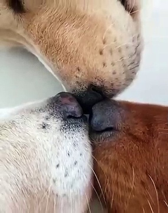 Regardez cette adorable famille de chiens en train de dormir ensemble. Trop cute !