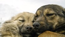 Perro y humano rescatan a dos perros del hielo