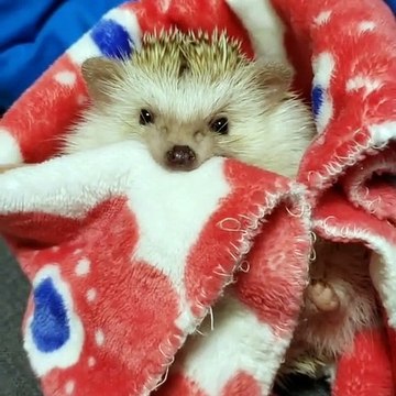 Si vous regardez ceci, vous allez craquer pour cet adorable petit hérisson !