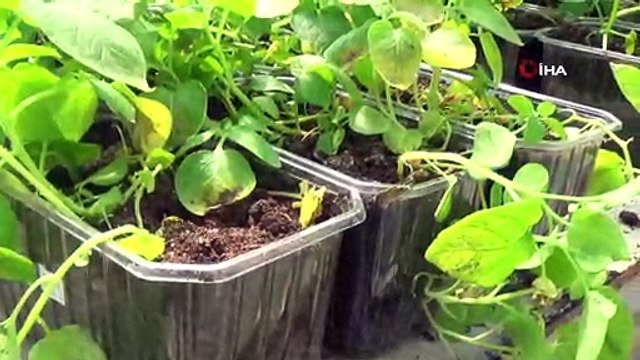 2 yerli patates isim bekliyor...Yeni patates tohum çeşidi için isim anketi düzenleniyor