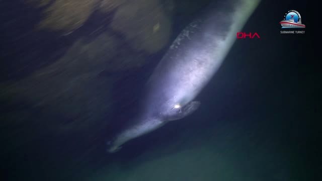 Antalya Sualtı Cenneti Antalya' Filmine Çekya'da Birincilik Ödülü