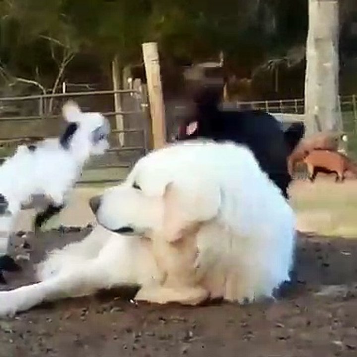 De petites chèvres jouent avec leur ami chien. Tellement mignon!