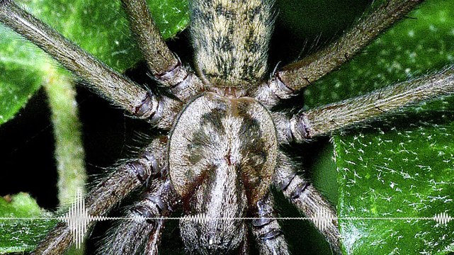 PODCAST Ouvrez l’œil, plein de nouvelles espèces d’araignées sont encore à découvrir !