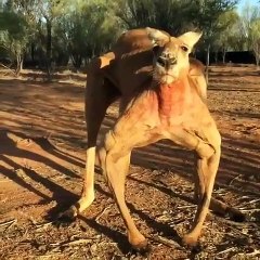 Ce Kangourou Roger est plus musclé que la plupart des hommes. Magnifique !