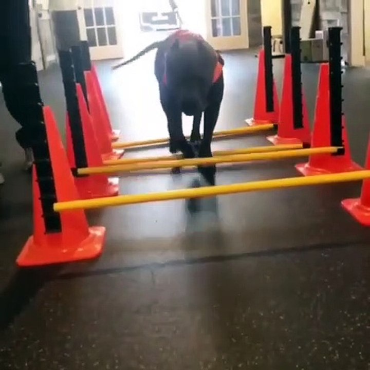 Les jeux olympiques pourraient bien accueillir par un Bulldog cette année. Hilarant !