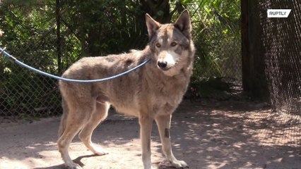 Conheça Yuki e Mohan, os lobos reais de Game of Thrones