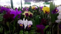 Rotary Fest Flores inicia nesta sexta-feira com ampla variedade de plantas