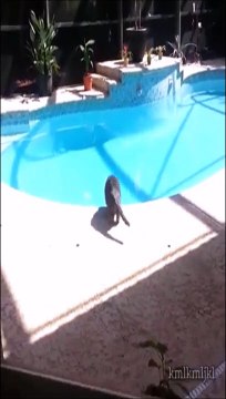 Il fait une blague à son chat au bord de la piscine