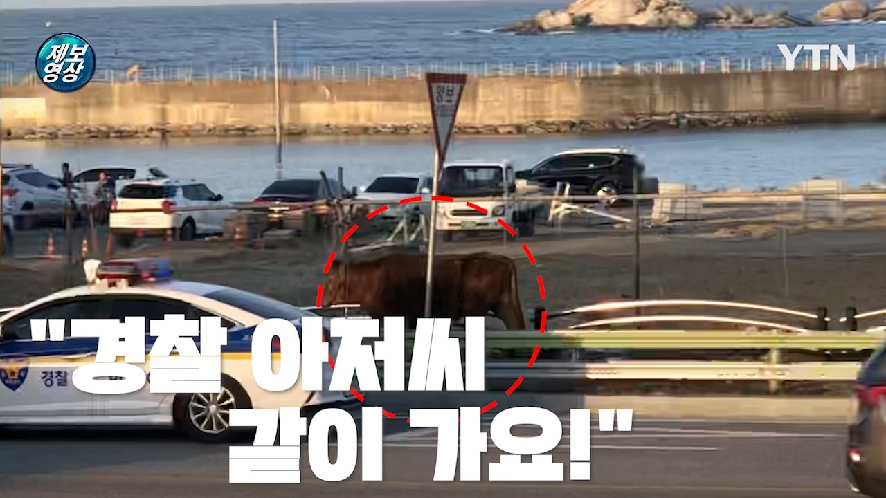 [제보영상] 경찰차를 따라가는 소... 최악의 산불에 동물도 대피  / YTN