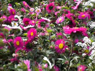 Color splash ; flower power in India