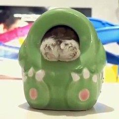 Un gros hamster coincé dans une tirelire. A mourir de rire !