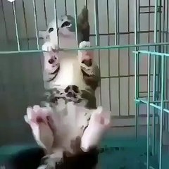 Quand un chaton se prend pour James Bond. Hilarant !