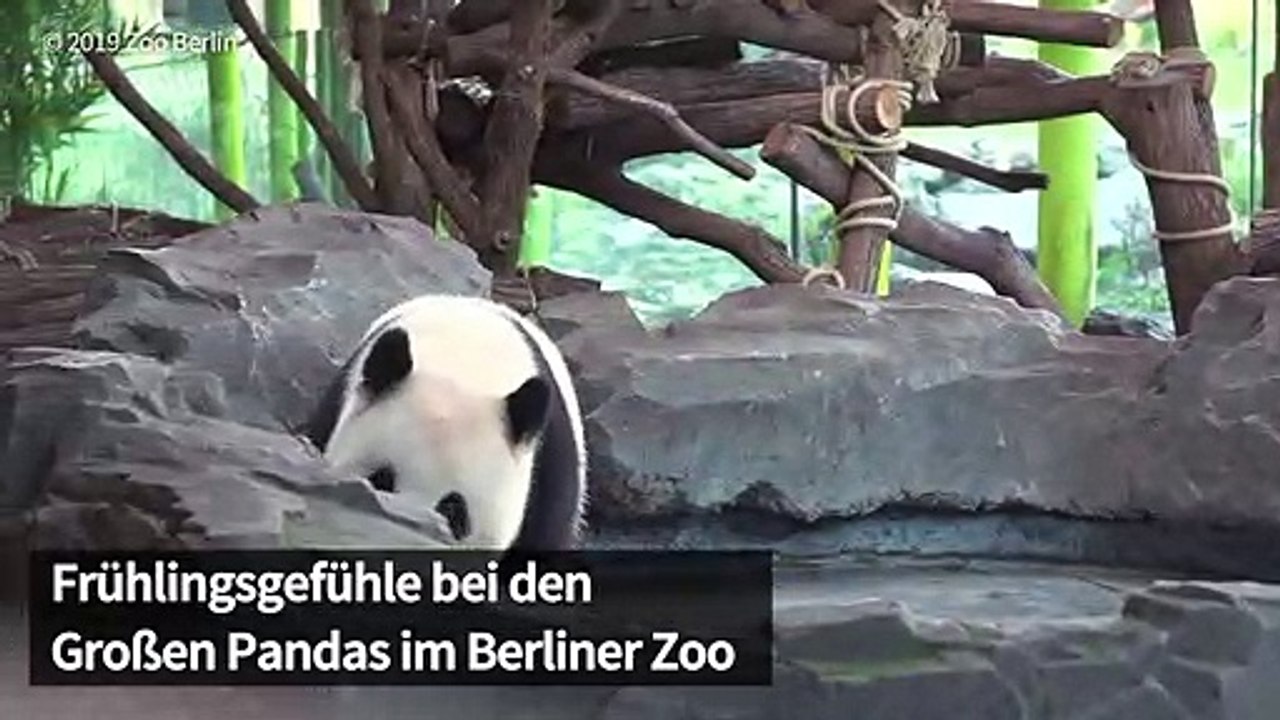 Frühlingsgefühle bei den Großen Pandas in Berlin