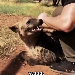 Lorsqu'on a une hyène comme meilleur ami, voici ce que ça donne !!