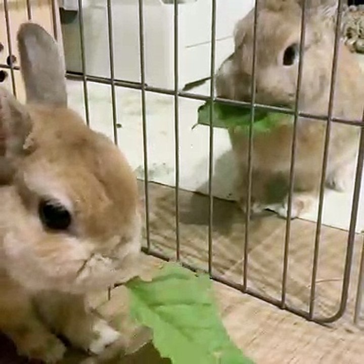 Ces bébés lapins adorent grignoter ensemble. Trop cute !