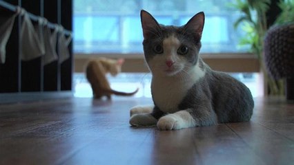 دراسة: القطط تستطيع أن تميز أسماءها