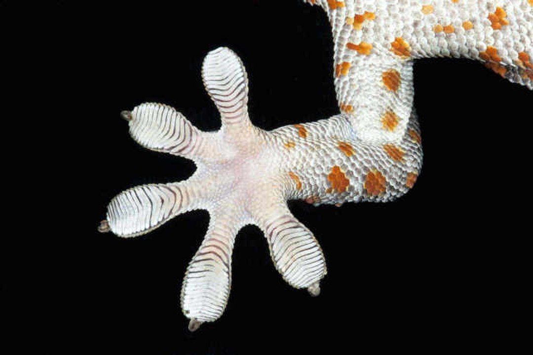 Tiere mit Superkräften