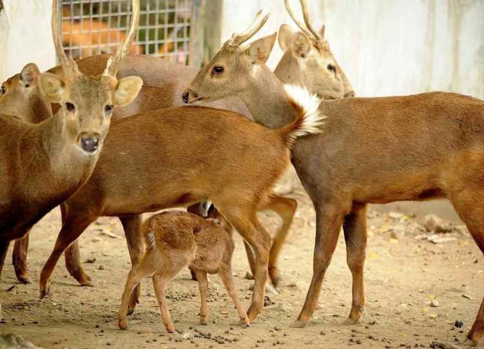 Arten, die vom Aussterben bedroht sind
