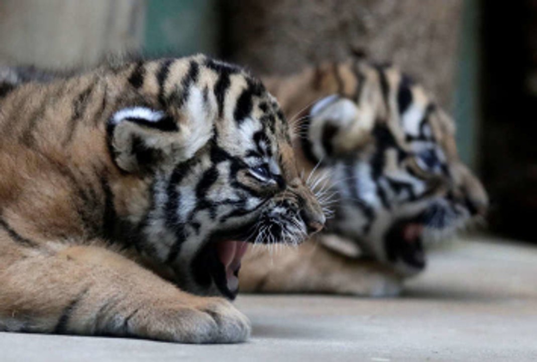 Die süßesten Tierbabies