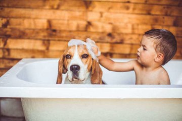 6 Gründe, wieso man einen Hund adoptieren sollte