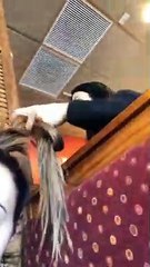 IIconics (Billie Kay and Peyton Royce) - Peyton's Instagram Stories March 04th 2019