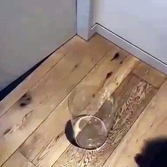 Ce splendide chien avec une fourrure volumineuse entre dans un tout petit bocal. Impressionnant !