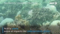 Nueva alerta sobre el impacto del calentamiento global