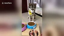 Husky doesn't like owner trying to trick him with picture of tasty food