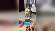 Husky doesn't like owner trying to trick him with picture of tasty food