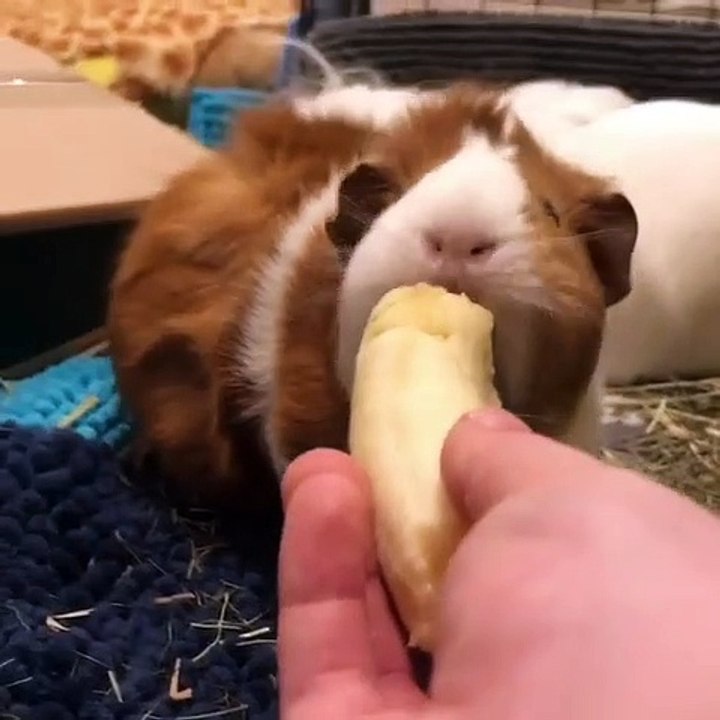 Quand un cochon d'Inde savoure une banane. Trop cute !