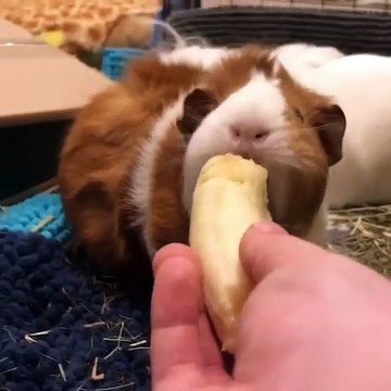 Quand un cochon d'Inde savoure une banane. Trop cute !